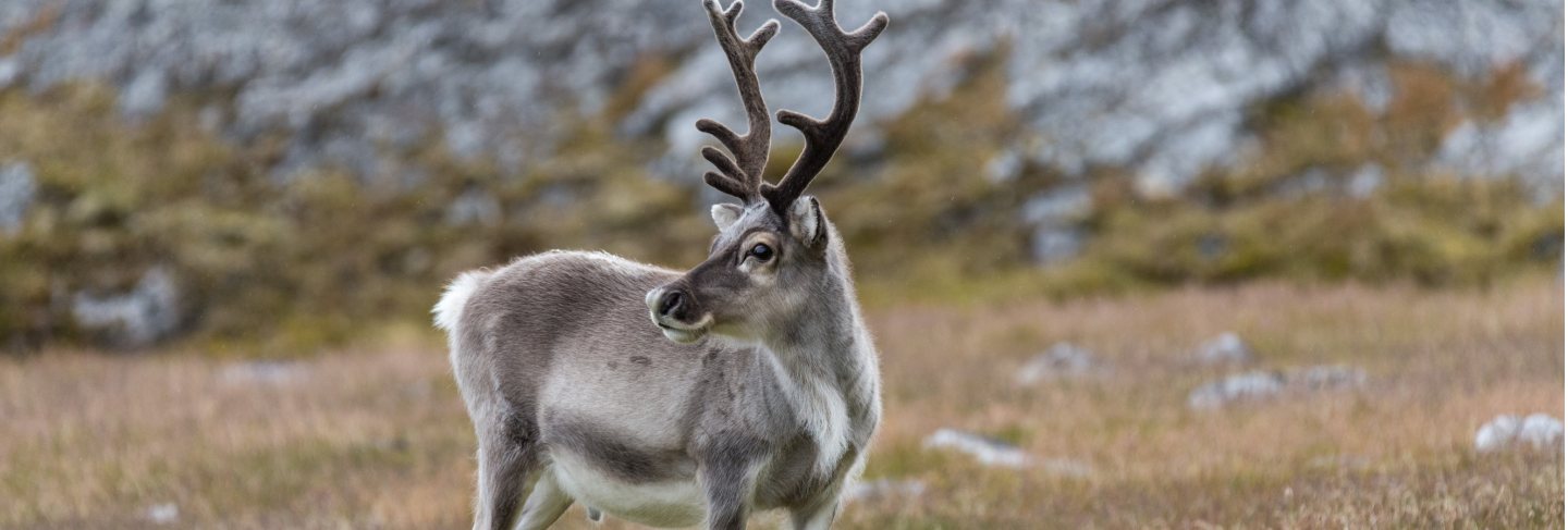 Wild reindeer in tundra at summer time
