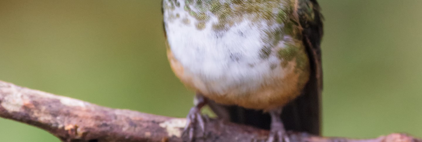 Violet-tailed sylph perched on a tree branch
