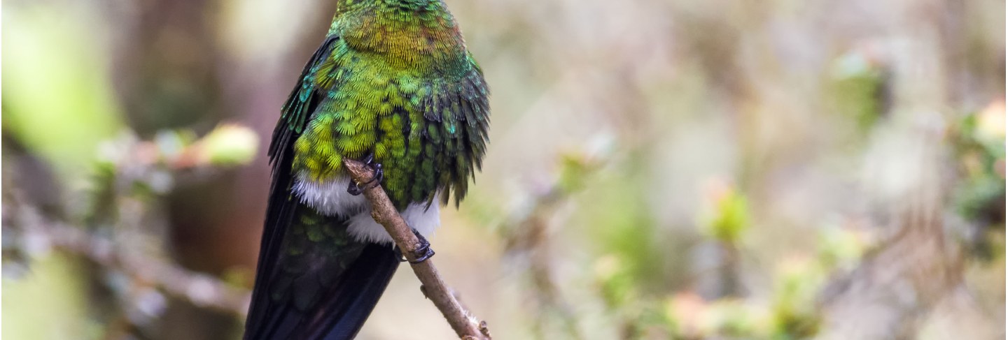 Golden-breasted puffleg perched on a tree branch
