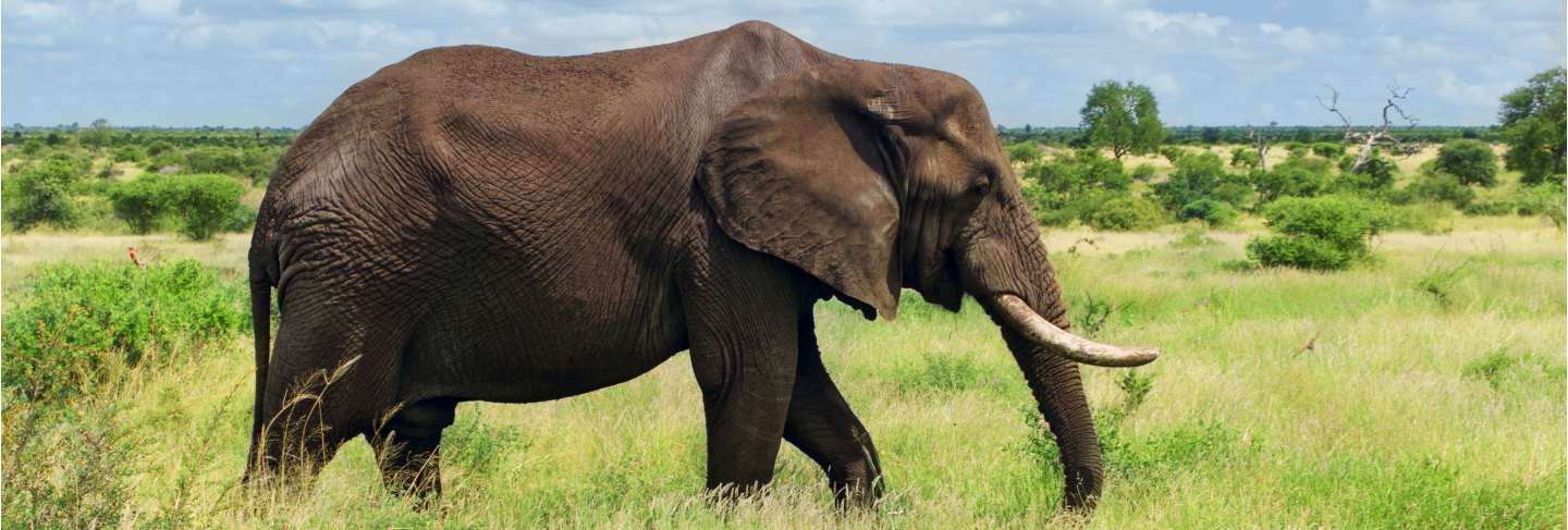 African elephant in savannah, kruger national park, south africa