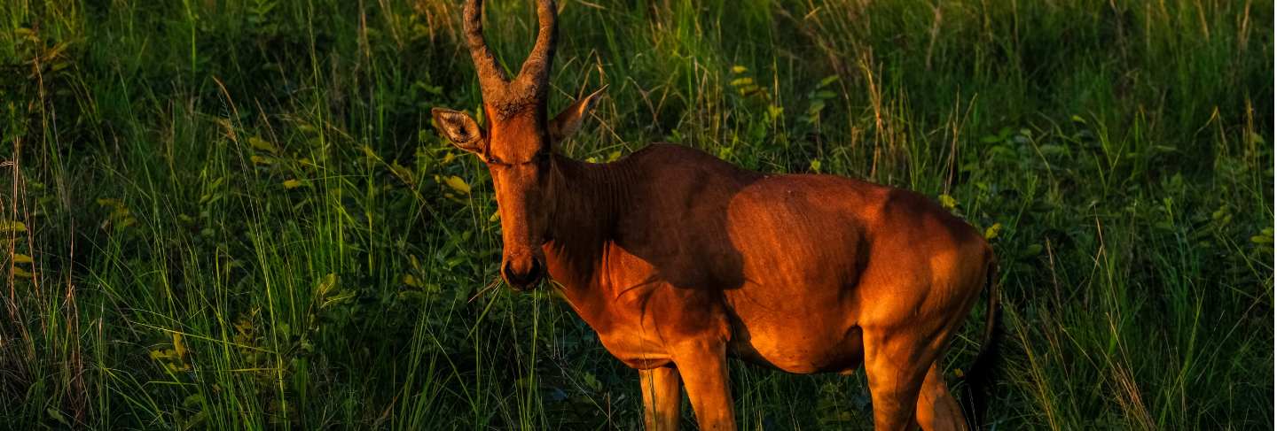 Beautiful shot of a hartebeest standing in a grassy field