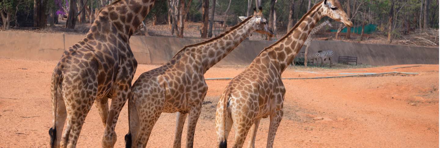 Giraffe (giraffa camelopardalis) 