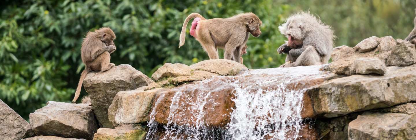 Beautiful baboon

