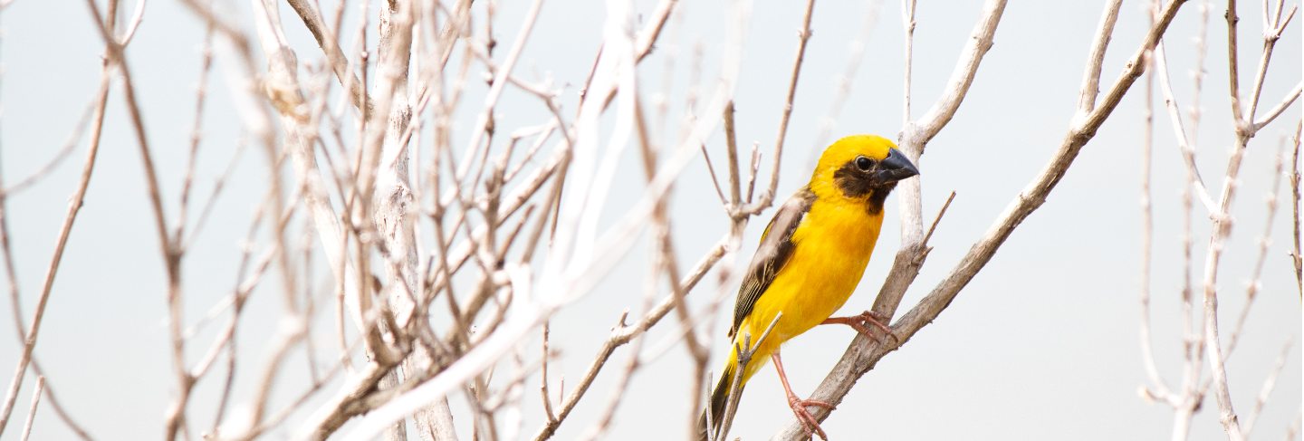 Weaver bird hold on dry branch tree
