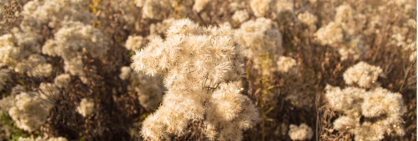 Dry shrubs of dried flowers

