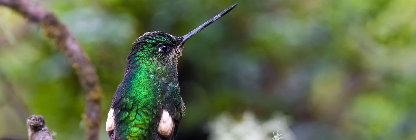 Hummingbird turning its back on a branch
