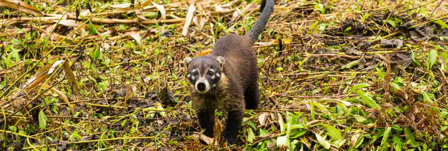 White-nosed coati in rainforest looking at camera
