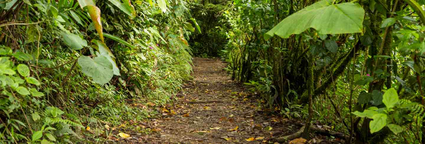 Empty pathway along with green tree in rainforest
