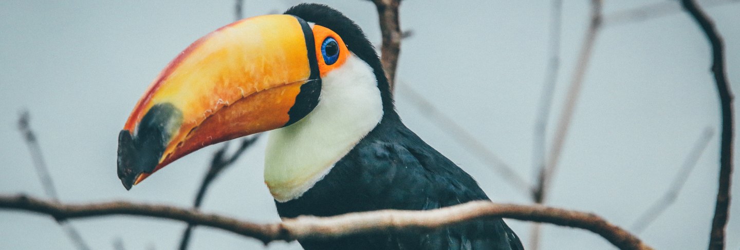 Wide selective focus shot of a toucan on a tree branch 