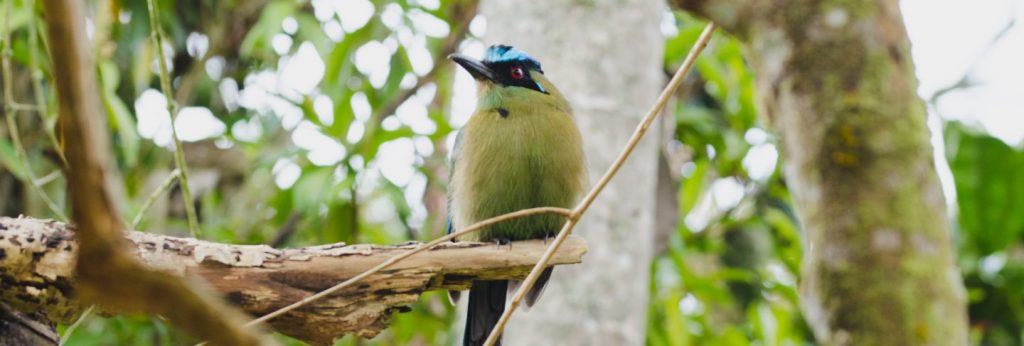 Momotus momota bird perched in a tree.