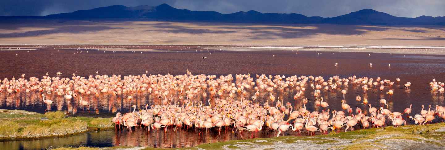 The huge colony of james flamingo in laguna colorada, Bolivia.