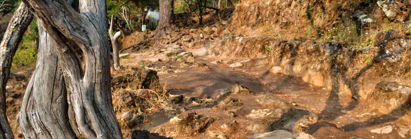 Dirt road and rocks with warm tone. dry wood trunk in front view. beautiful summer view. tepozteco
