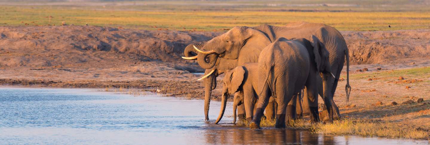 Group of african elephants drinking water from chobe river at sunset. wildlife safari and boat cruise in the chobe national park, Namibia Botswana border