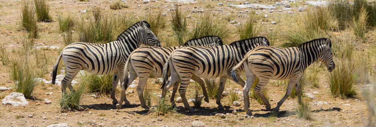 Wild zebras walking in the african savanna