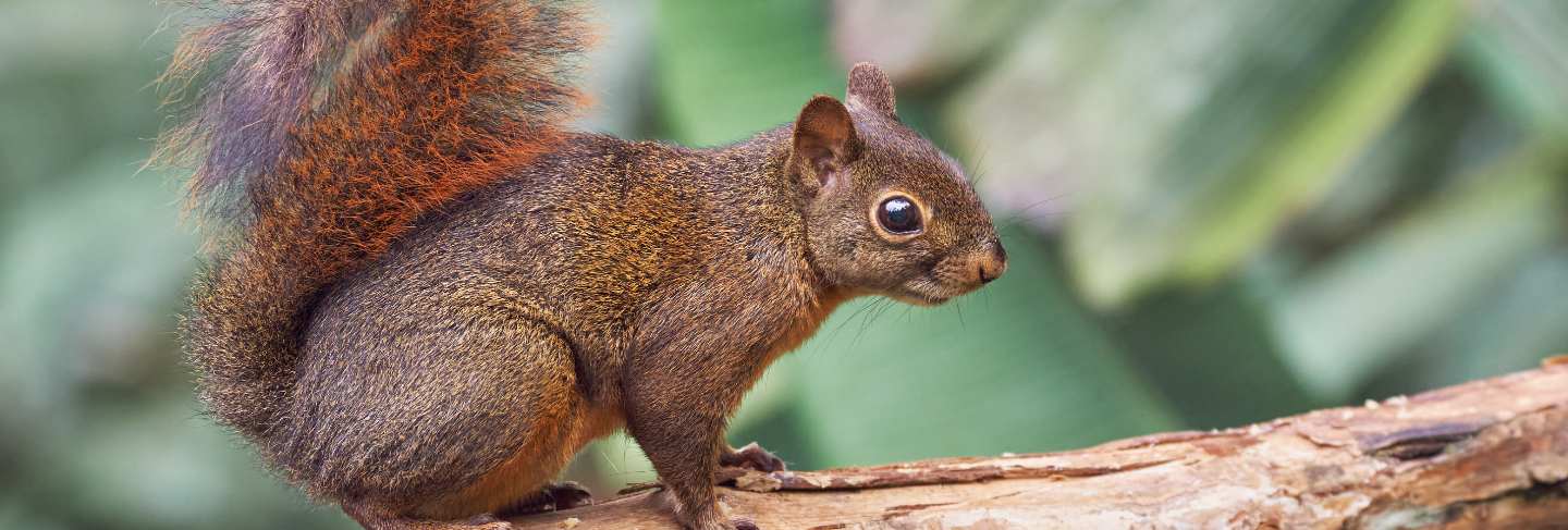 Squirrel carefully walks on a dry tree
