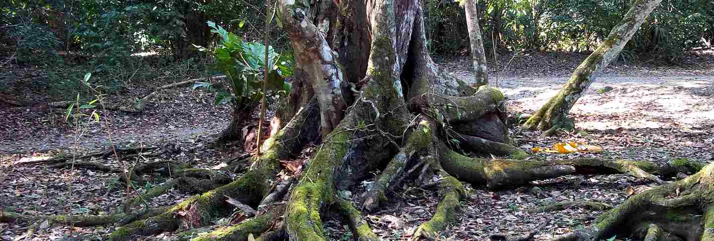 The rainforest in tikal, guatemala
