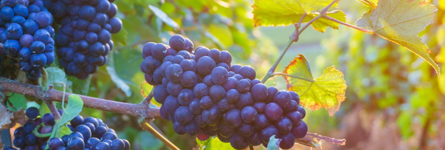 Close up vine grapes in champagne region in autumn harvest, reims
