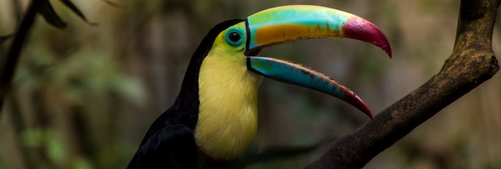 Close up of a keel-billed toucan (ramphastos sulfuratus)
