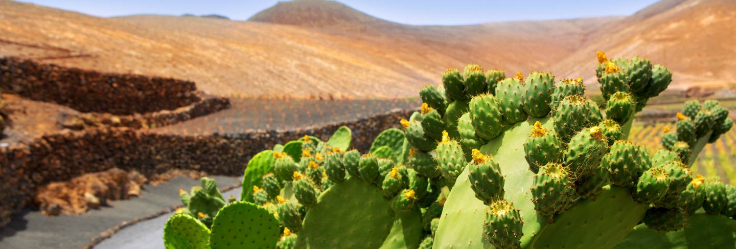 Cactus nopal in lanzarote orzola with mountains 
