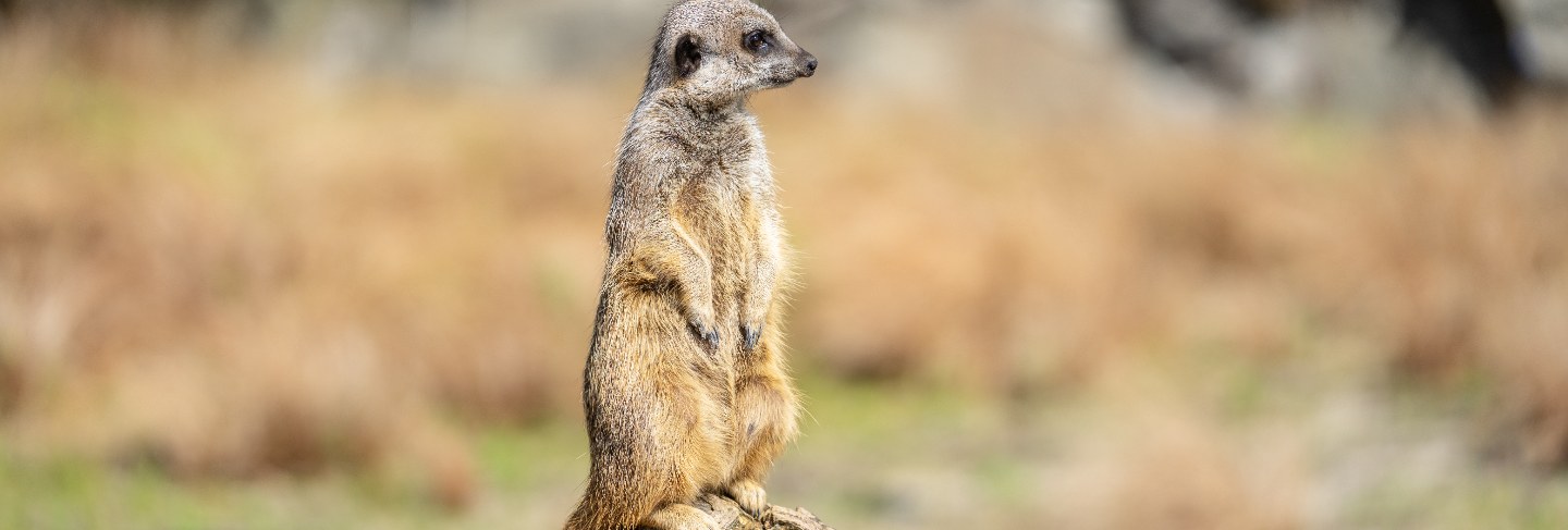 meerkat-suricata-suricatta-suricata-is-small-carnivoran-mongoose-family-it-is-only-member-genus-suricata
