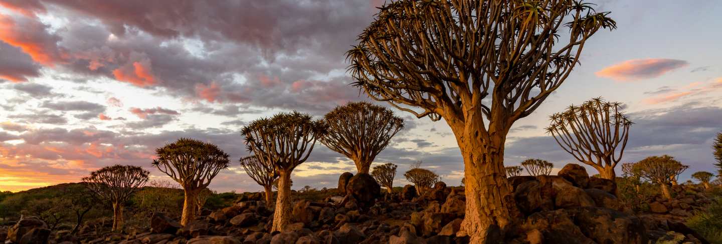 view-quiver-trees-forest-with-beautiful-sky-sunset-twilight-sky-scene-keetmanshoop-namibia
