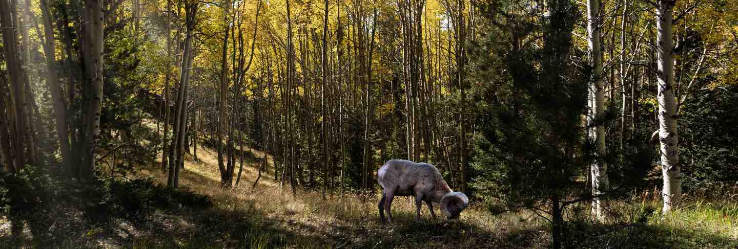 Beautiful shot of a bharal sheep eating grass and surrounded by green and yellow trees
