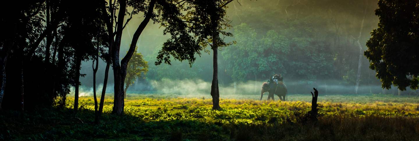 Wildlife animal elephant at chitwan national park, nepal. Premium Photo
