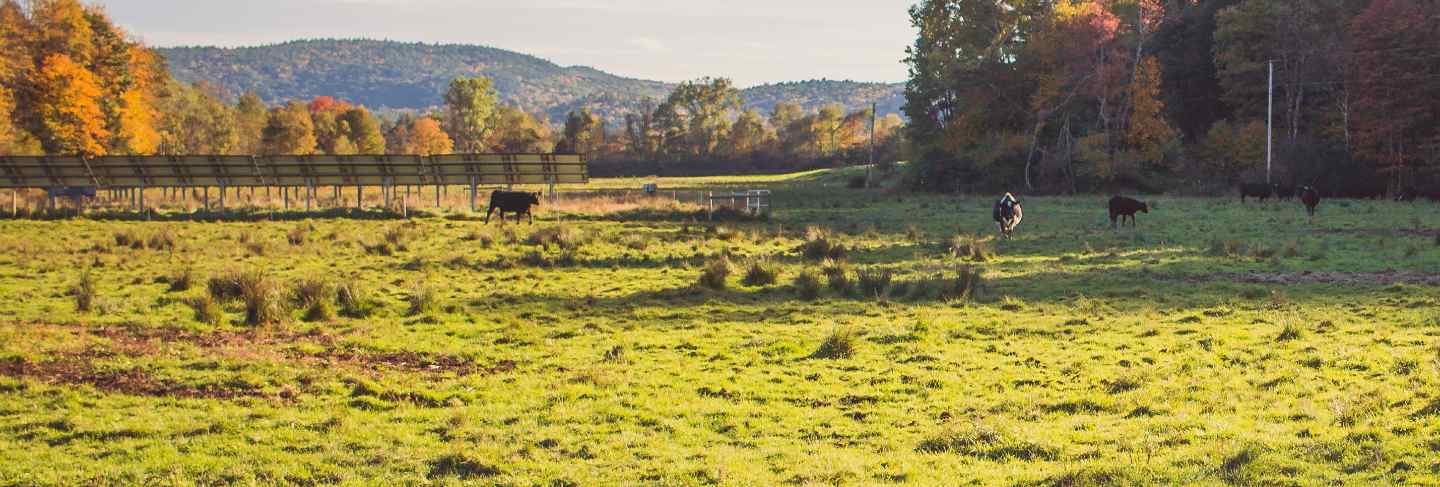 Grass field with cows in the distant on a sunny day with trees and blue sky
