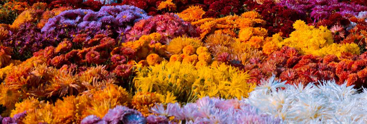 Colorful spring flower garden
