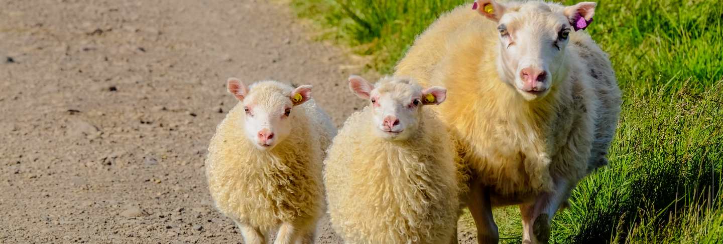 Close shot of baby sheep walking with there mother near a grassy field on a sunny day
