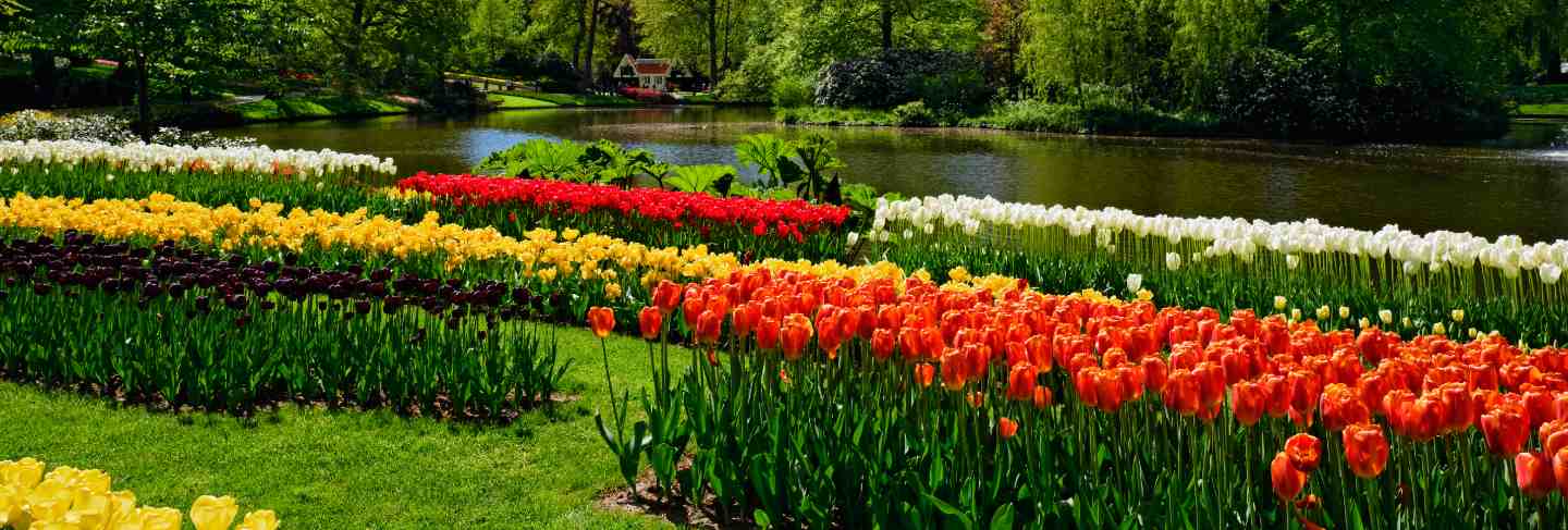 Blooming tulips flowerbed in keukenhof flower garden, netherland