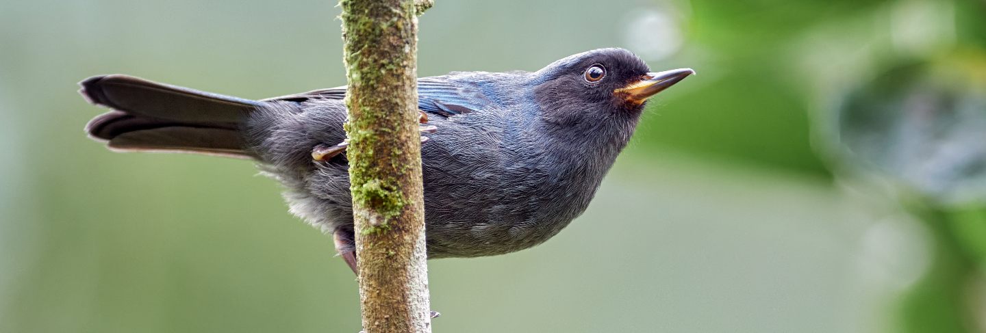 Juvenile bird perched on a vertical branch
