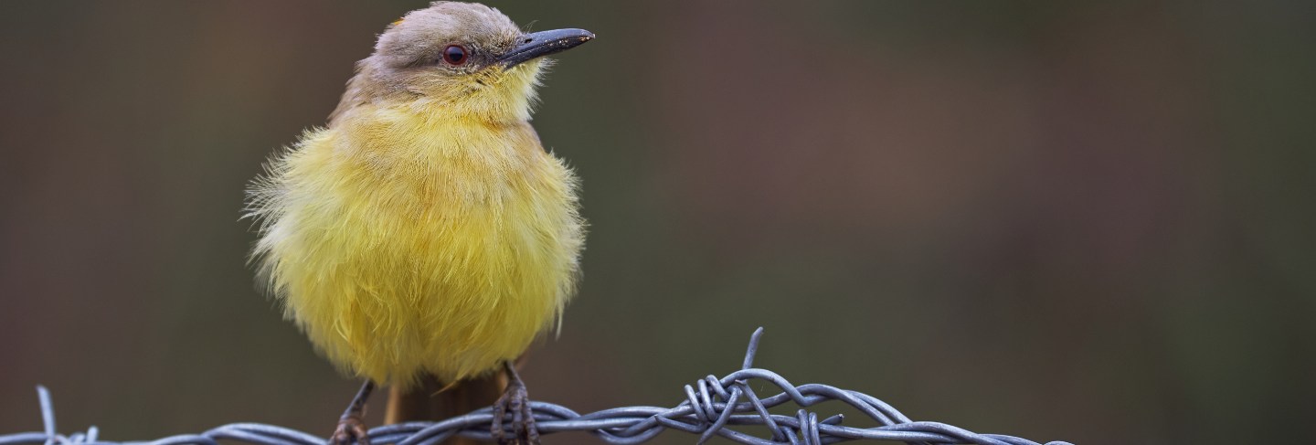 Flycatcher perched on a barbed wire
