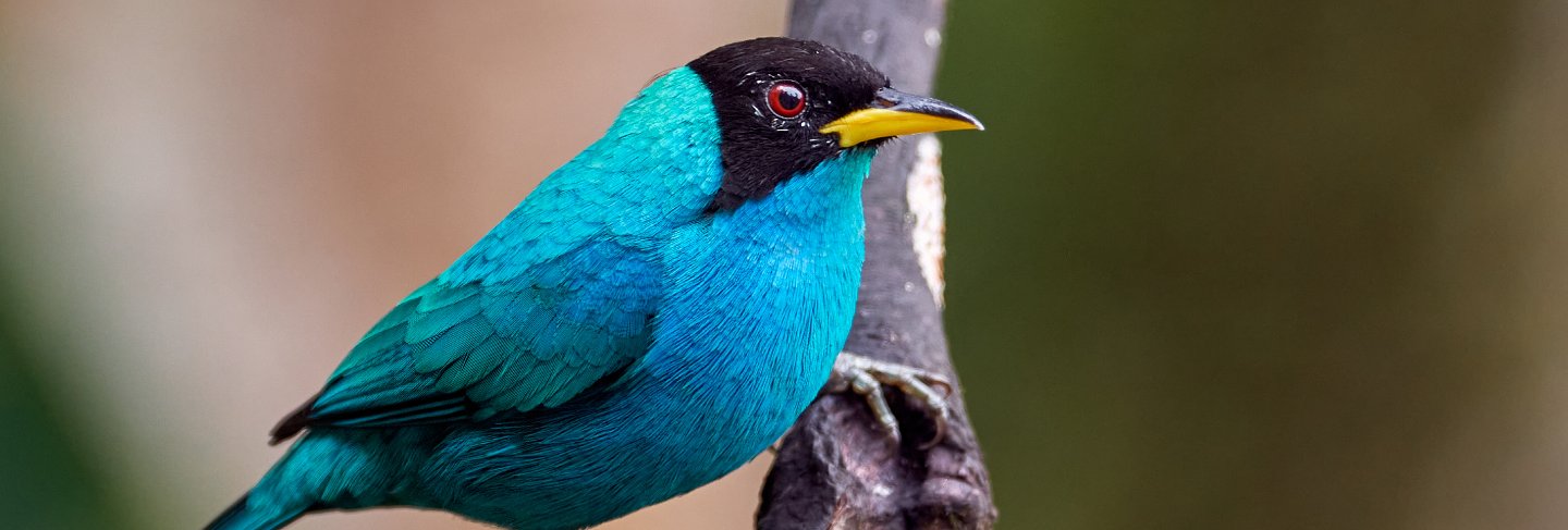 Cyan bird perched on a vertical branch
