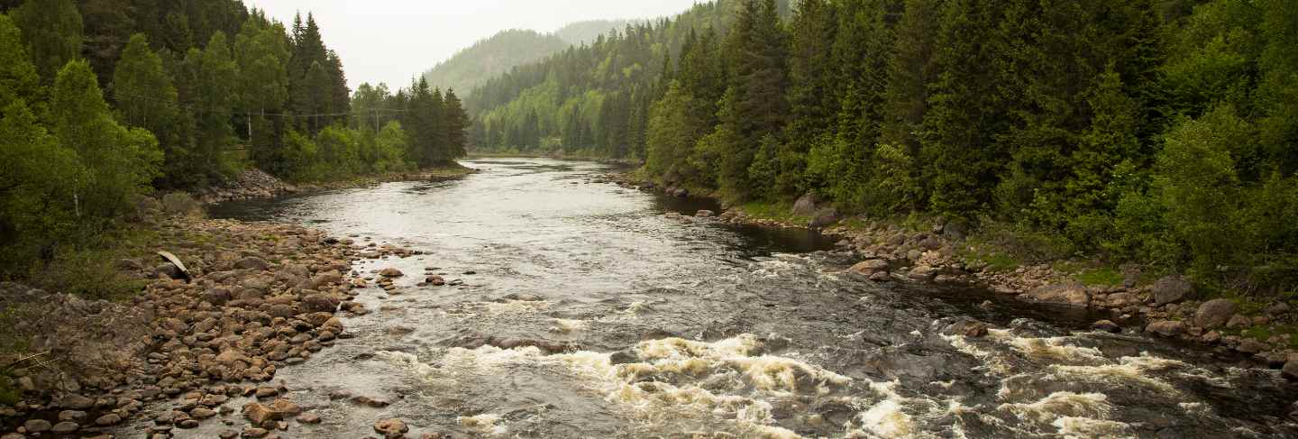 River stream in the forest
