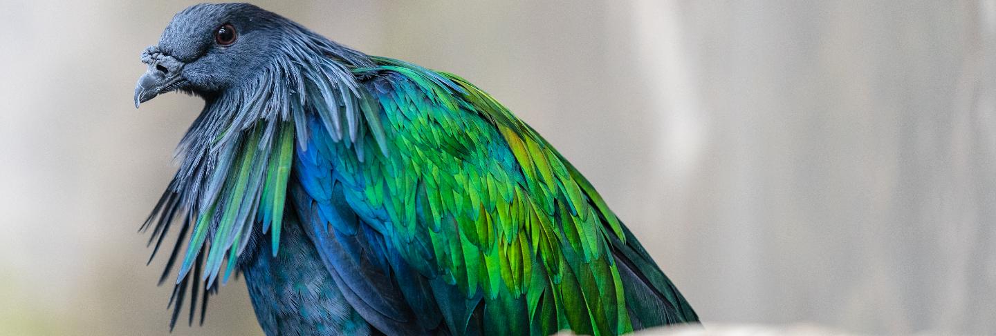 The nicobar pigeon is a pigeon found on small islands and in coastal regions from the andaman and nicobar islands, india, east through the malay archipelago, to the solomons and palau