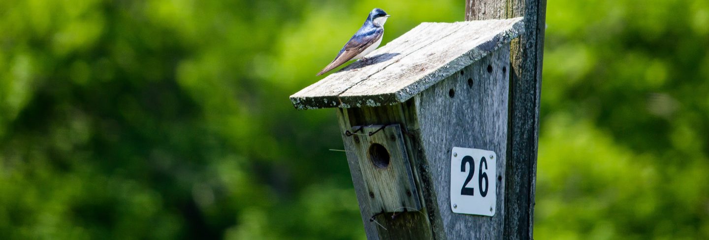 Closeup of two little birds sitting around the birdnest 
