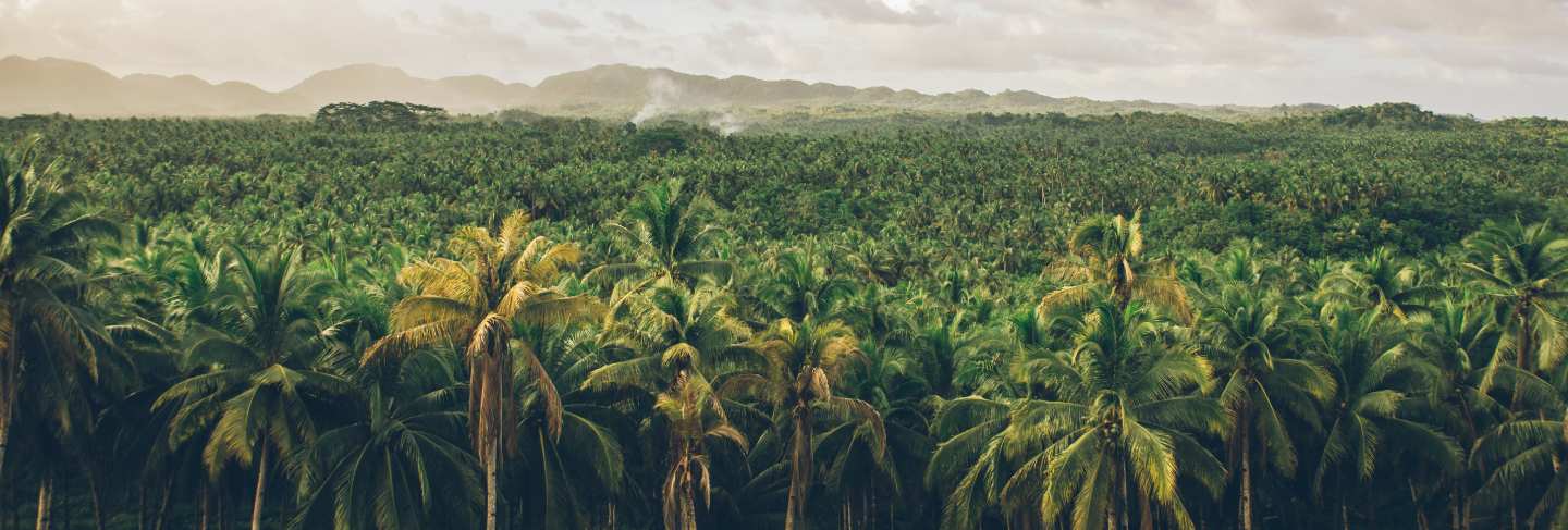 Palm tree jungle in the philippines. concept about wanderlust tropical travels
