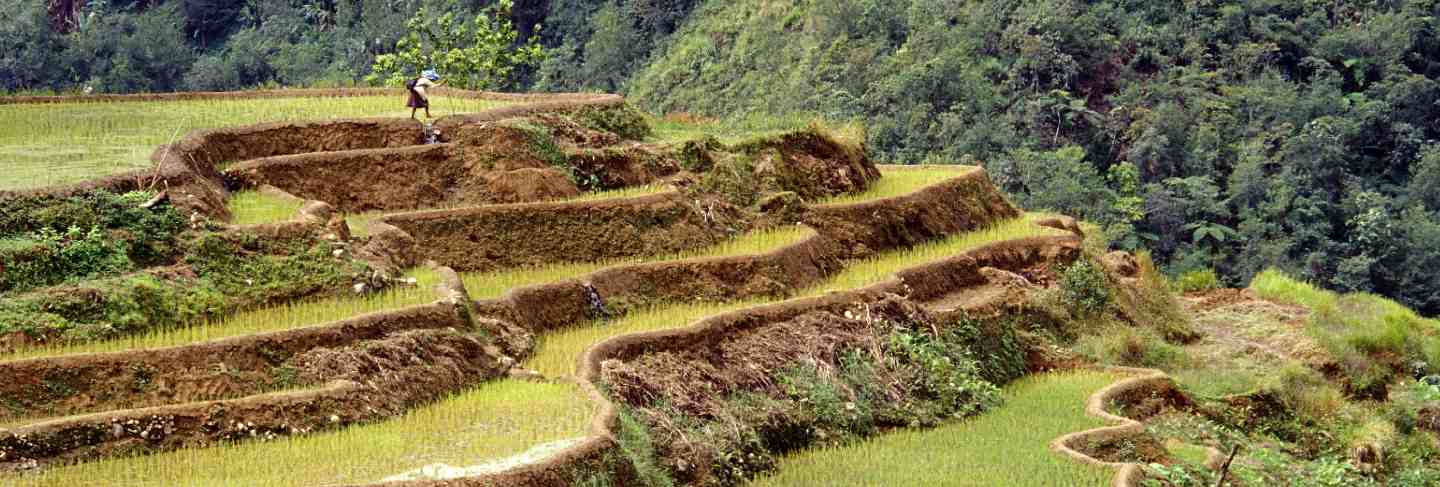 Beautiful shot of the banaue rice terraces with a forested hill in philippines
