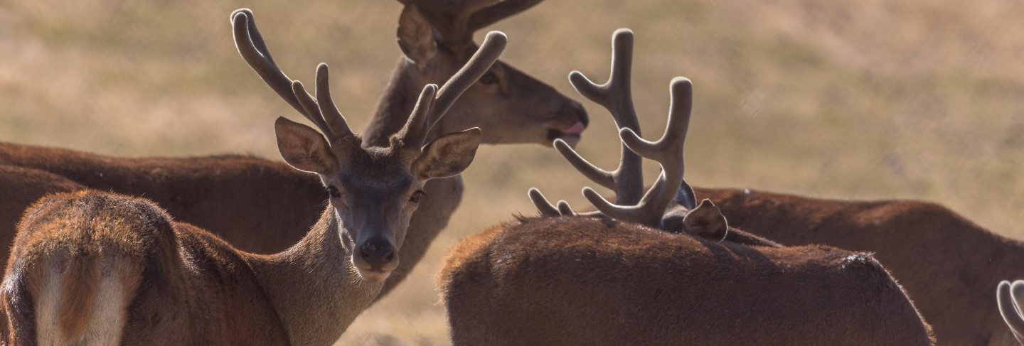 Herd of wild deer in the fields on a sunny day
