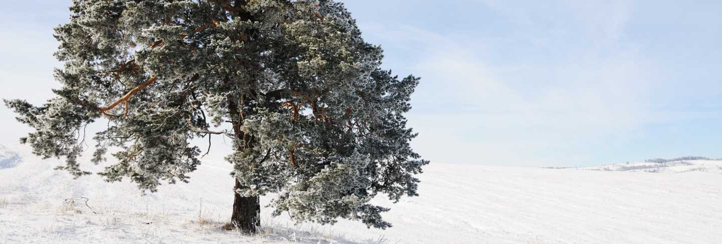 Winter scene, natural beauty
