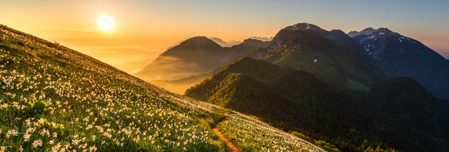 Daffodils at mala golica
