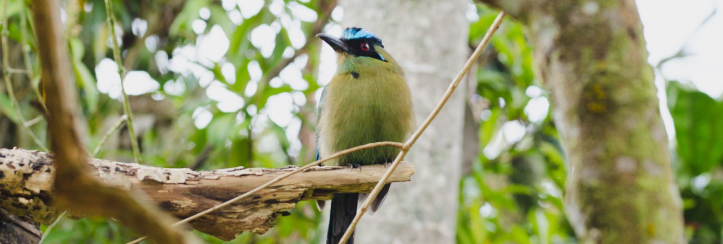 Momotus momota bird perched in a tree.
