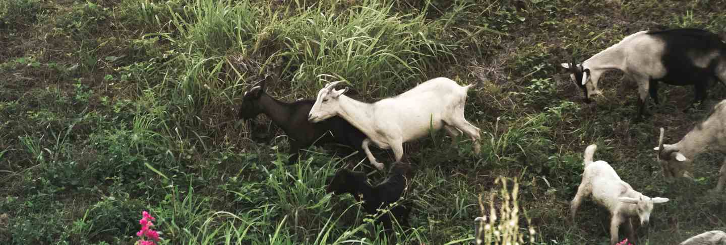 Goat herd on mountain
