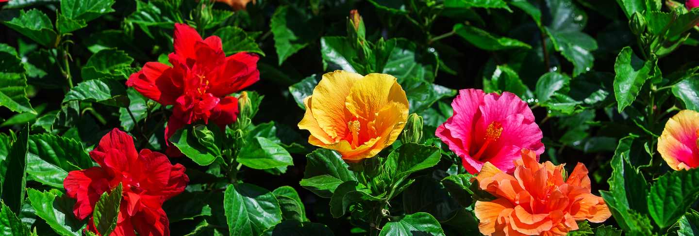 Hibiscus flowers
