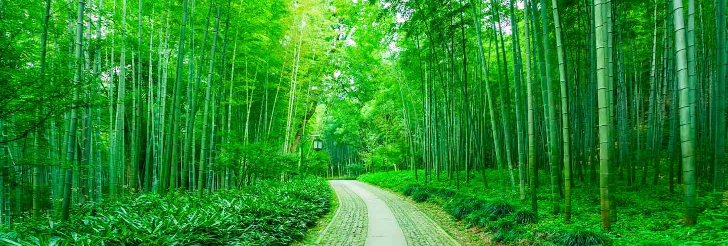 Forest nature china growth day
