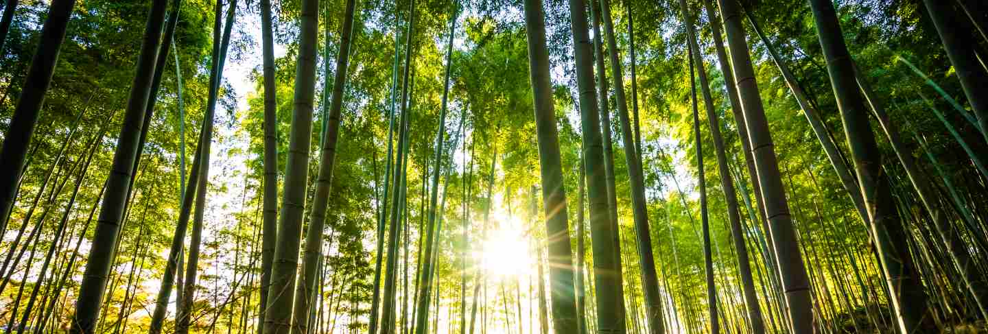 Beautiful landscape of bamboo grove in the forest at arashiyama kyoto

