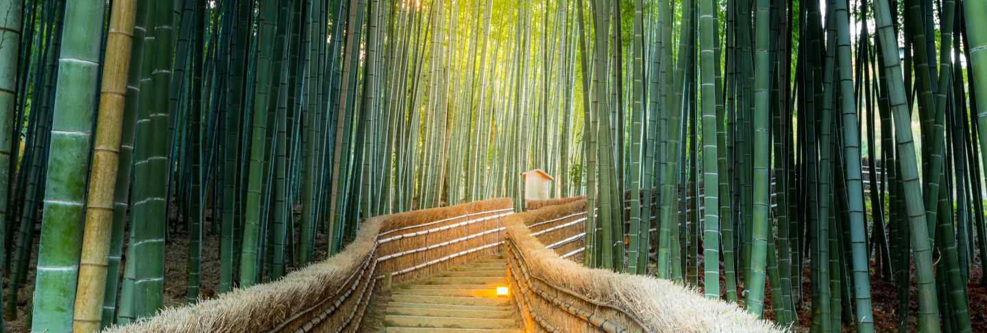 Arashiyama bamboo forest
