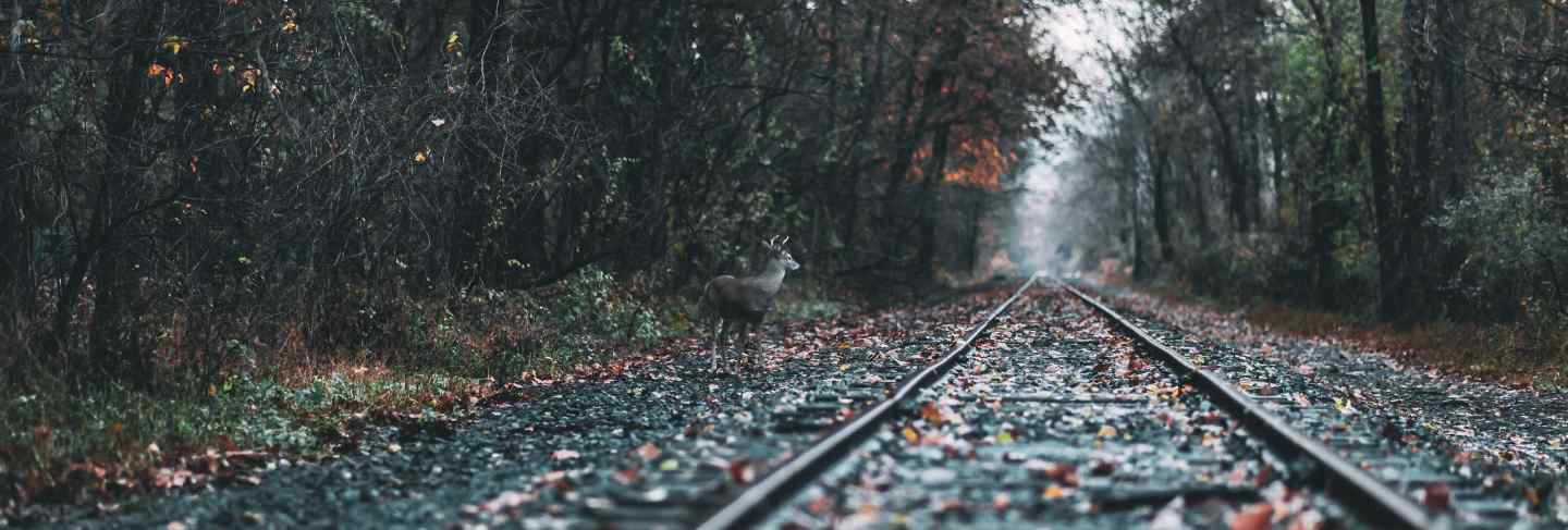 Beautiful shot of a railway in a forest during fall
