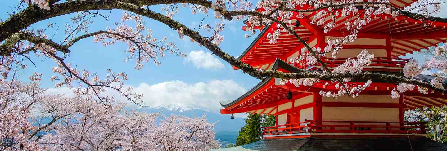 Chureito red pagoda with cherry blossom and mount fuji . spring season at japan
